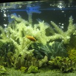 aquatium-oformlenny-11