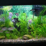 aquatium-oformlenny-12