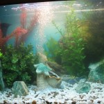 aquatium-oformlenny-18
