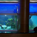 aquatium-oformlenny-2