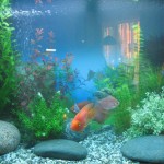 aquatium-oformlenny-20