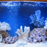 aquatium-oformlenny-25