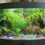 aquatium-oformlenny-27