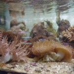Морская аквариумистика в Казани